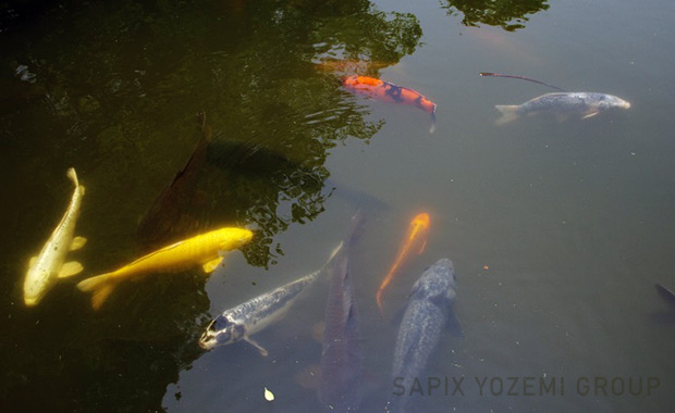 三四郎池の鯉